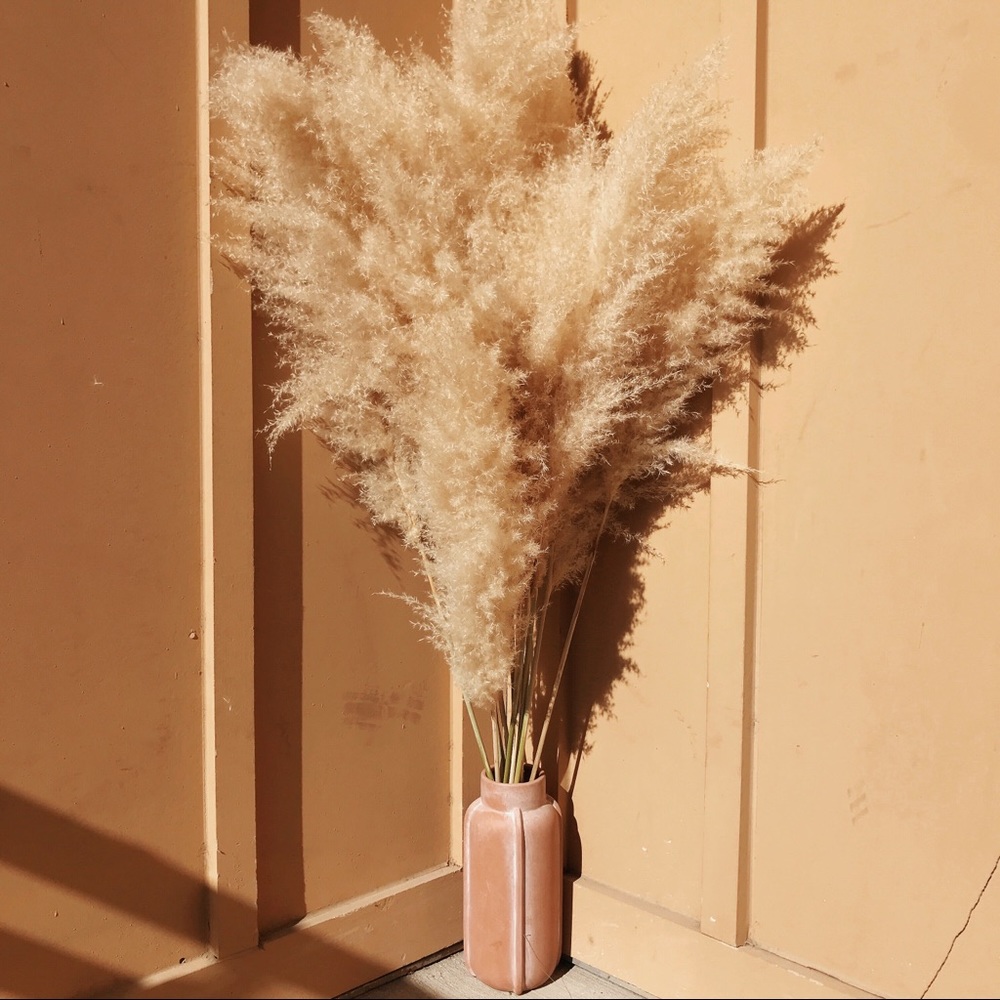 Pampas Grass - Any Interest?? Let me know!!! - Picture 2 of 5